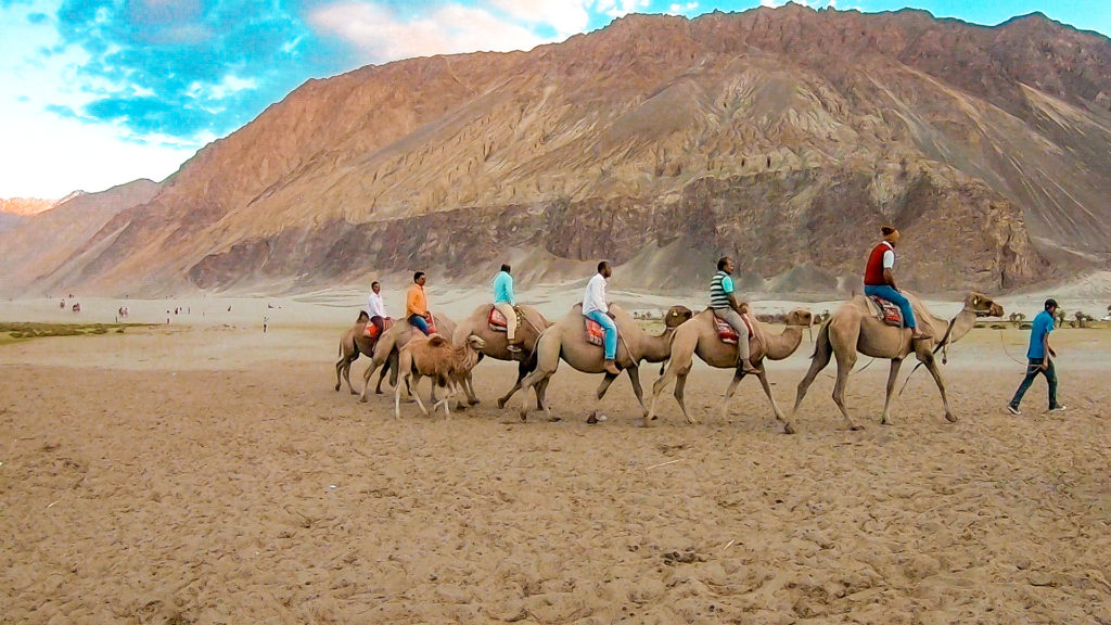 NUBRA VALLEY Camels