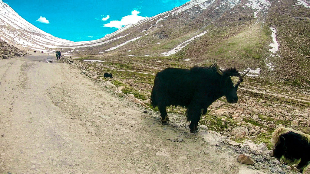 Yaks in Ladakh